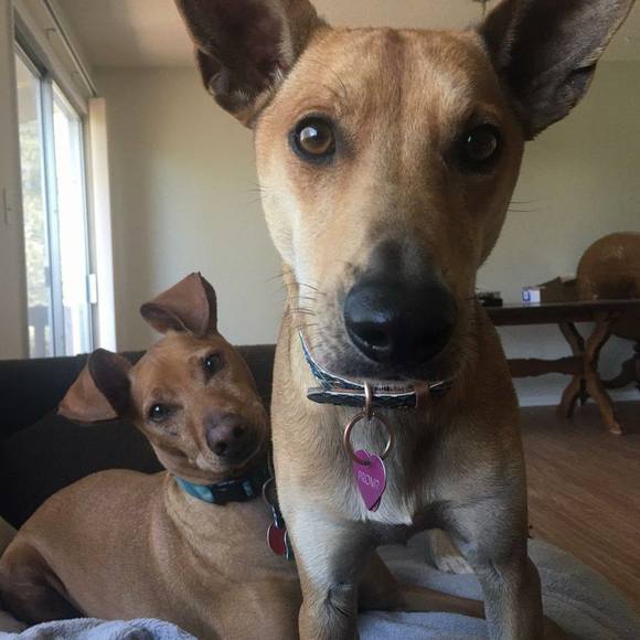 Meet your Posher, Sharon - Picture 1 of 1